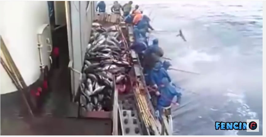 Ταχύτατο, το ψάρεμα τόνου στην Ιαπωνία