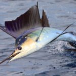 Κίνδυνος επιβολής ποσοστώσεων στην Κύπρο για το ψάρεμα ξιφία