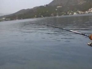 Λίτσα πιασμένη σε ζωντανό μελανούρι στον Πόρο Λίτσα πιασμένη σε ζωντανό μελανούρι στον Πόρο