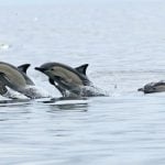 Ζημιές στα αλιευτικά προκαλούν τα δελφίνια