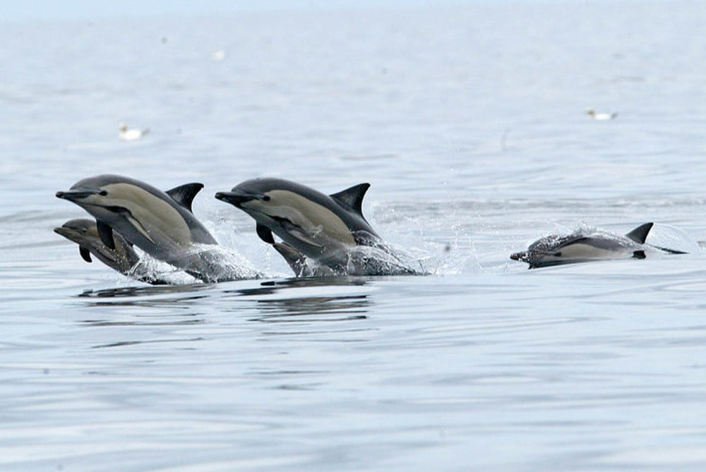 Ζημιές στα αλιευτικά προκαλούν τα δελφίνια