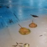 Ιαπωνία: Παρελθόν το παγοδρόμιο με τα 5000 κατεψυγμένα ψάρια