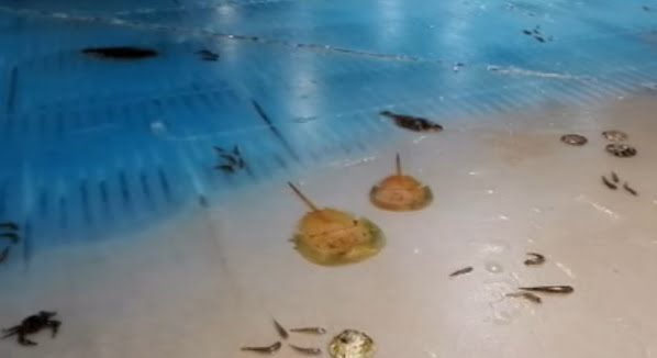 Ιαπωνία: Παρελθόν το παγοδρόμιο με τα 5000 κατεψυγμένα ψάρια