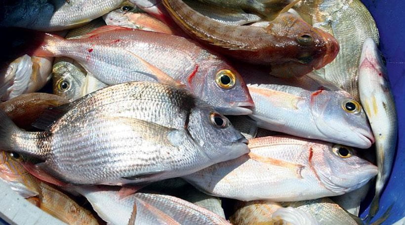 Καλαμάτα: Μπήκαν σε ιχθυοπωλείο και έκλεψαν τα ψάρια