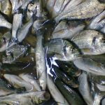 Ένας τόνος ψάρια θα μοιραστούν στις 4 Δεκεμβρίου στην Αττική