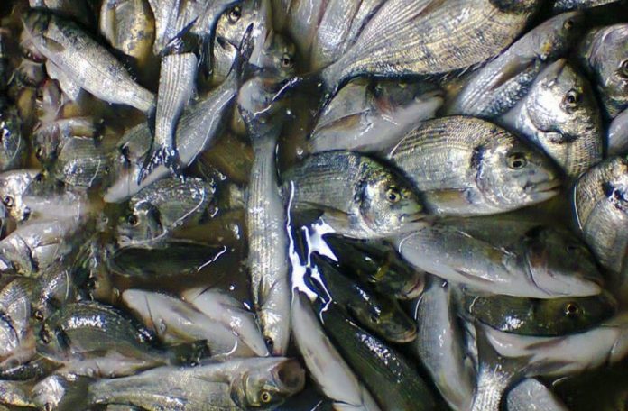 Ένας τόνος ψάρια θα μοιραστούν στις 4 Δεκεμβρίου στην Αττική