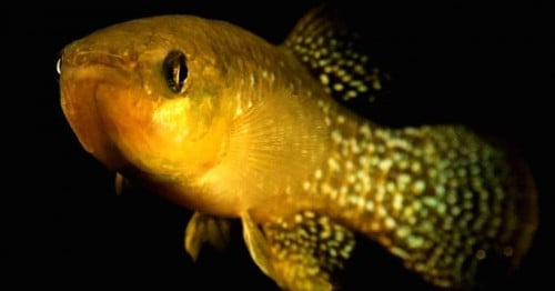 Εντοπίστηκε το πρώτο μεταλλαγμένο ψάρι 8.000 φορές πιο ανθεκτικό στην τοξική μόλυνση