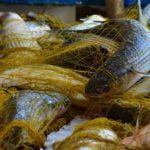 Τα ψάρια της Μεσογείου απειλούνται από την υπεραλίευση