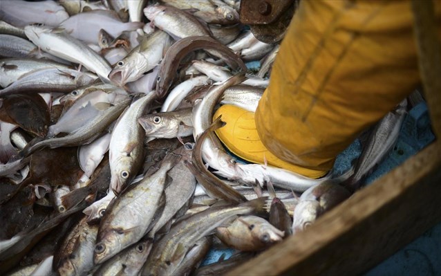 Τα ψάρια εξαφανίζονται με πολύ ταχύτερο ρυθμό από ό,τι πιστεύαμε