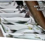 Έναν τόνο κέφαλους έπιασαν ψαράδες στο Ναύπλιο