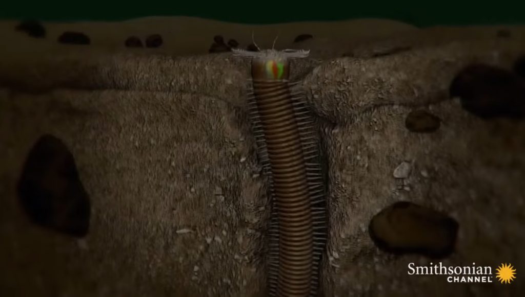 Σκουλήκι Φαραώ- Ο κυνηγός της Άμμου