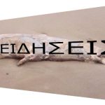 Η θάλασσα της Κρήτης «ξέβρασε» νεκρή φώκια