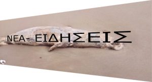 Η θάλασσα της Κρήτης «ξέβρασε» νεκρή φώκια Η θάλασσα της Κρήτης «ξέβρασε» νεκρή φώκια