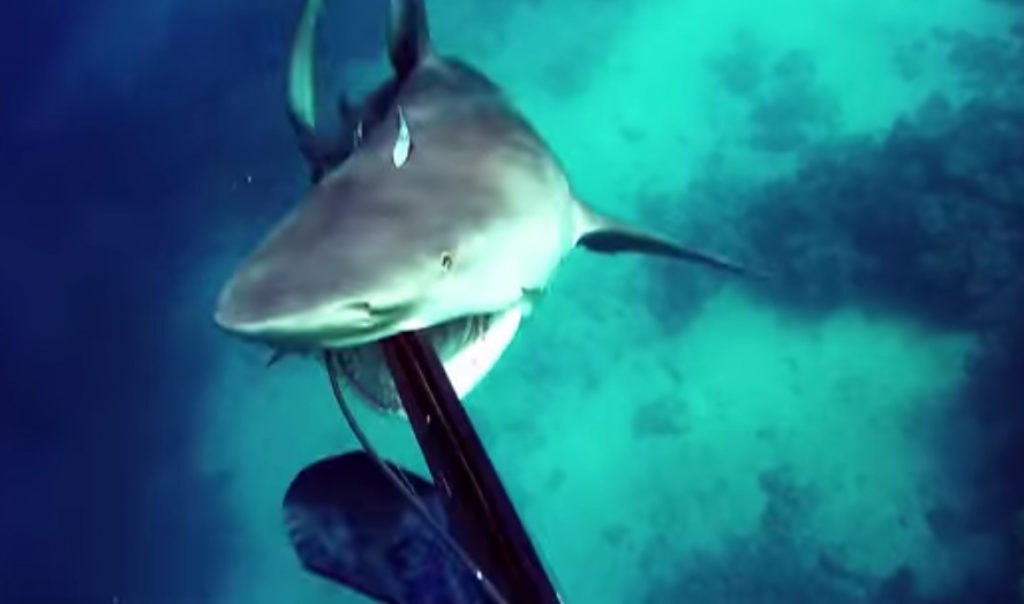 Ψαροντουφεκάς γλιτώνει, από τα “σαγόνια του καρχαρία”- Βίντεο