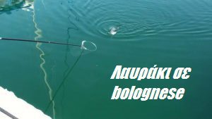 Λαυράκι σε bolognese Λαυράκι σε bolognese