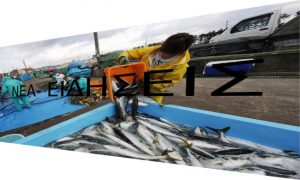 Φτωχότεροι κατά 75,4% οι ψαράδες την τελευταία δεκαετία Φτωχότεροι κατά 75,4% οι ψαράδες την τελευταία δεκαετία