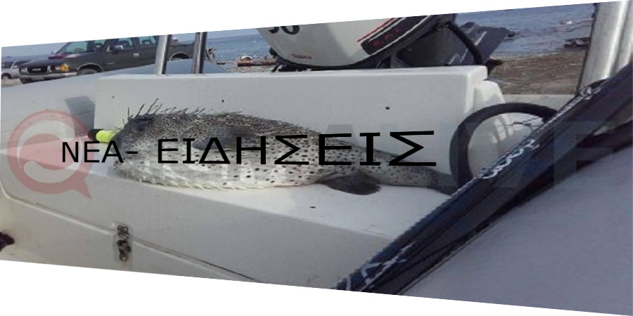 Ψαροντουφεκάς στην Λεμεσό αλίευσε ένα σπάνιο είδος ψαριού