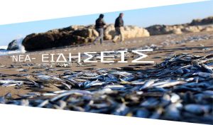 Δεν είναι αστείο – Στον Πόντο βγήκαν τα ψάρια στη στεριά!- ΒΙΝΤΕΟ Δεν είναι αστείο – Στον Πόντο βγήκαν τα ψάρια στη στεριά!- ΒΙΝΤΕΟ