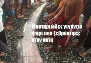 Μυστηριώδες γιγάντιο ψάρι που ξεβράστηκε στην ακτή Μυστηριώδες γιγάντιο ψάρι που ξεβράστηκε στην ακτή