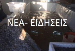 Παράνομο εμπόριο χελιών-Η οργάνωση φέρεται να είχε κέρδη περίπου 1.000 ευρώ ανά κιλό Παράνομο εμπόριο χελιών-Η οργάνωση φέρεται να είχε κέρδη περίπου 1.000 ευρώ ανά κιλό