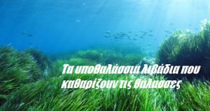 Τα υποθαλάσσια λιβάδια που καθαρίζουν τις θάλασσες Τα υποθαλάσσια λιβάδια που καθαρίζουν τις θάλασσες
