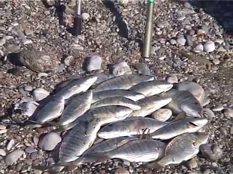 Ψαρεύοντας μουρμούρες από την ακτή