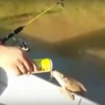 Ψάρι με ιδιαίτερες απαιτήσεις στην… μπύρα!
