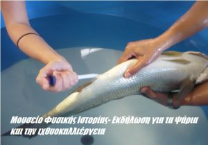 Μουσείο Φυσικής Ιστορίας- Εκδήλωση για τα ψάρια και την ιχθυοκαλλιέργεια Μουσείο Φυσικής Ιστορίας- Εκδήλωση για τα ψάρια και την ιχθυοκαλλιέργεια
