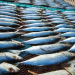 Μάστιγα η παράνομη αλιεία για επαγγελματίες και αποθέματα