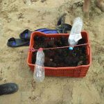 Ηράκλειο: Πρόστιμα για παράνομη αλιεία αχινών
