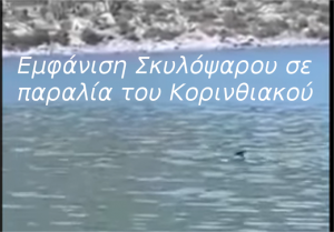 Εμφάνιση Σκυλόψαρου σε παραλία του Κορινθιακού- Βίντεο Εμφάνιση Σκυλόψαρου σε παραλία του Κορινθιακού- Βίντεο