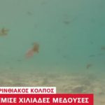 Υπεραλίευση; Τότε, καλωσορίστε τις… μέδουσες!