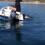 Ναύπλιο: Έριξε την πετονιά στη θάλασσα και έπιασε σκυλόψαρο.