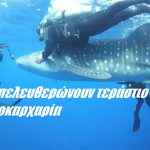 Δύτες απελευθερώνουν τεράστιο φαλαινοκαρχαρία