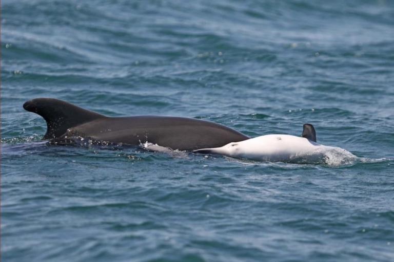 Δελφίνι κουβαλάει στην πλάτη το νεκρό μωρό του