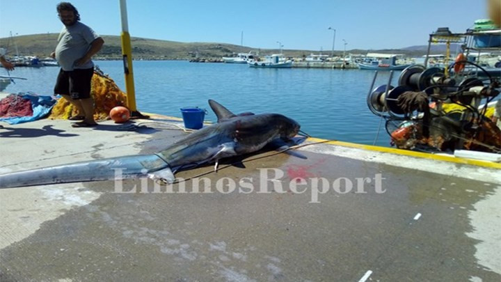 Λήμνος: Έπιασαν καρχαρία 200 κιλών και 2,5 μέτρων