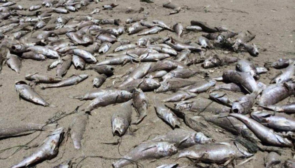 Νεκρά ψάρια στην παραλία του Αγίου Νικολάου στην Κόρινθο