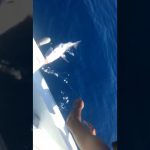 Ψάρεμα συρτής με μολύβι φύλακα στην Λέρο