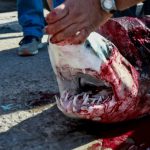Ψάρεψαν καρχαρία 80 κιλών στην Λέσβο