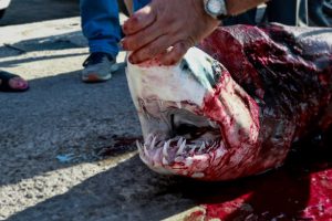 Ψάρεψαν καρχαρία 80 κιλών στην Λέσβο Ψάρεψαν καρχαρία 80 κιλών στην Λέσβο