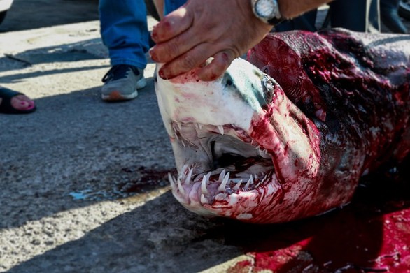 Ψάρεψαν καρχαρία 80 κιλών στην Λέσβο