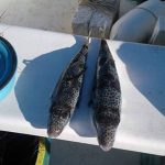 Πρωτοβουλία για αποζημίωση των ψαράδων λόγω λαγοκέφαλων