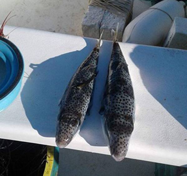 Πρωτοβουλία για αποζημίωση των ψαράδων λόγω λαγοκέφαλων