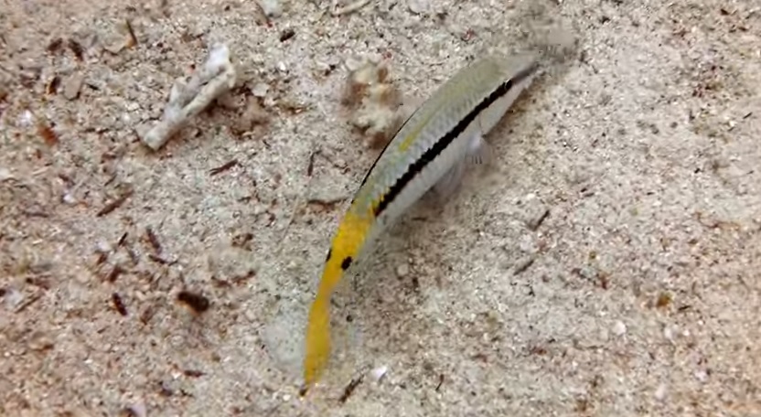 Εμφανίστηκε νέο είδος ψαριού στις κυπριακές θάλασσες