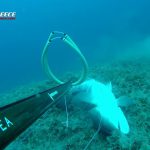 White Grouper Down! The Perfect Shot! Μια τέλεια βολή!