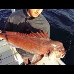 ΨΑΡΕΜΑ – ΖΩΝΤΑΝΟ ΔΟΛΩΜΑ for beautiful fish