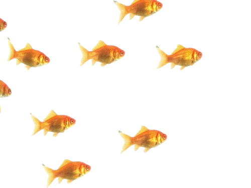 goldfish swimming animated gif 6