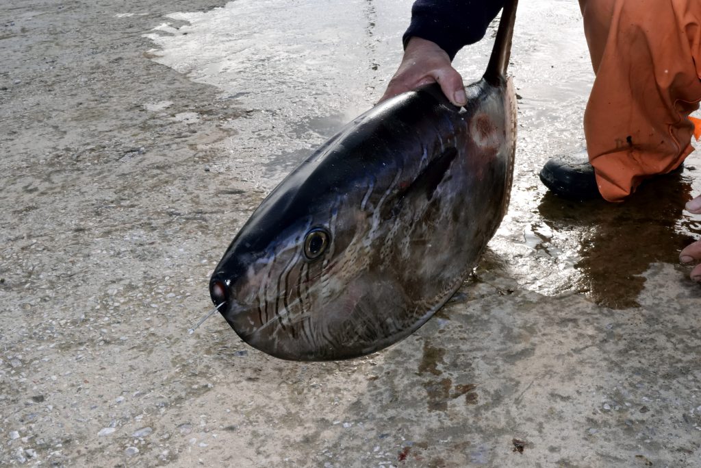 Δείτε το σπάνιο ψάρι «προπέλα» που έπιασε ψαράς στην Σκόπελο