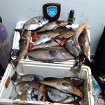 Κατασχέθηκαν παράνομα ψάρια στην περιοχή Πόρτο Λάφια