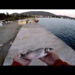 Οι Αθερινούλες των Αλυκών
